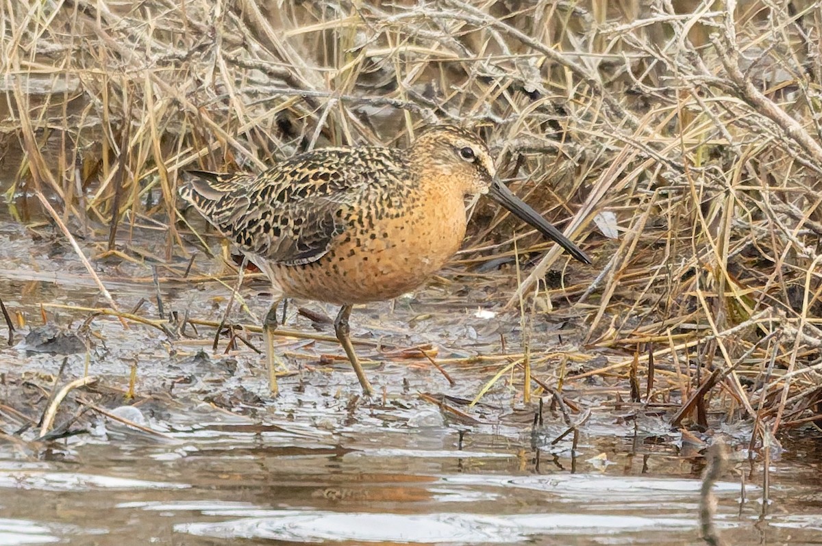Short-billed Dowitcher - ML637388041