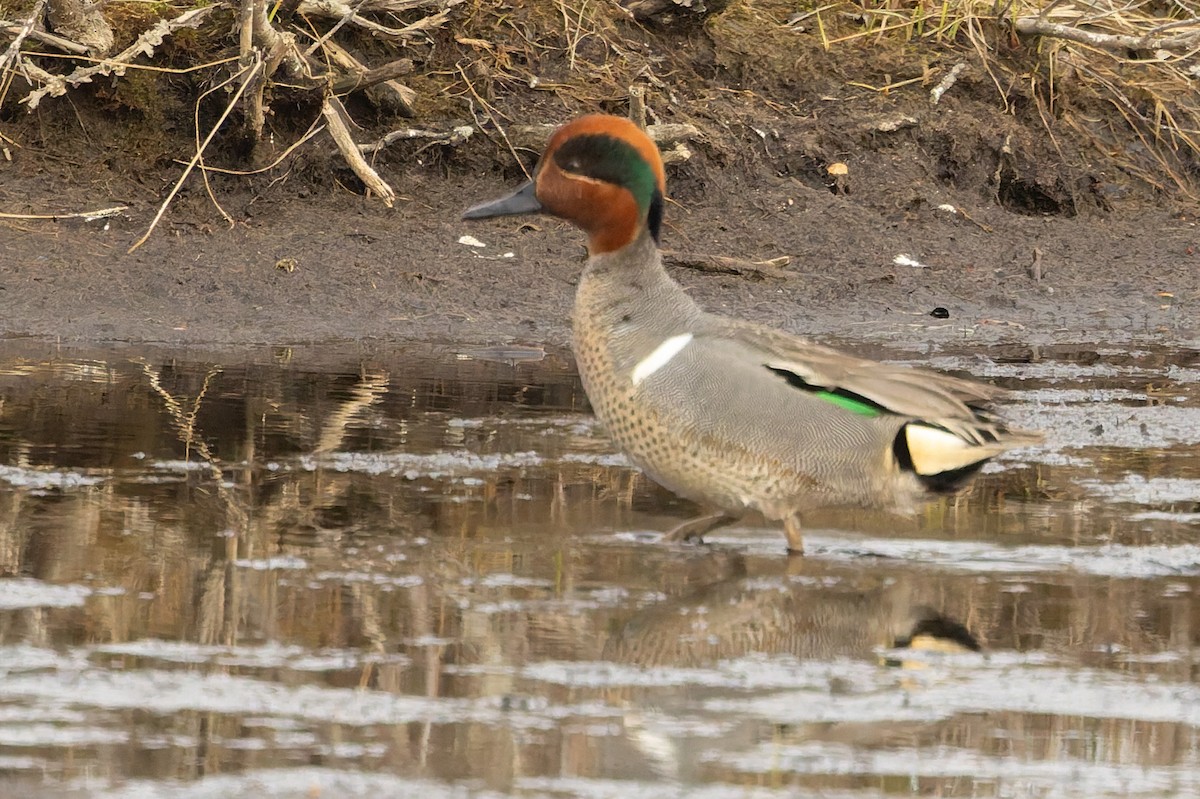 Green-winged Teal - ML637388044