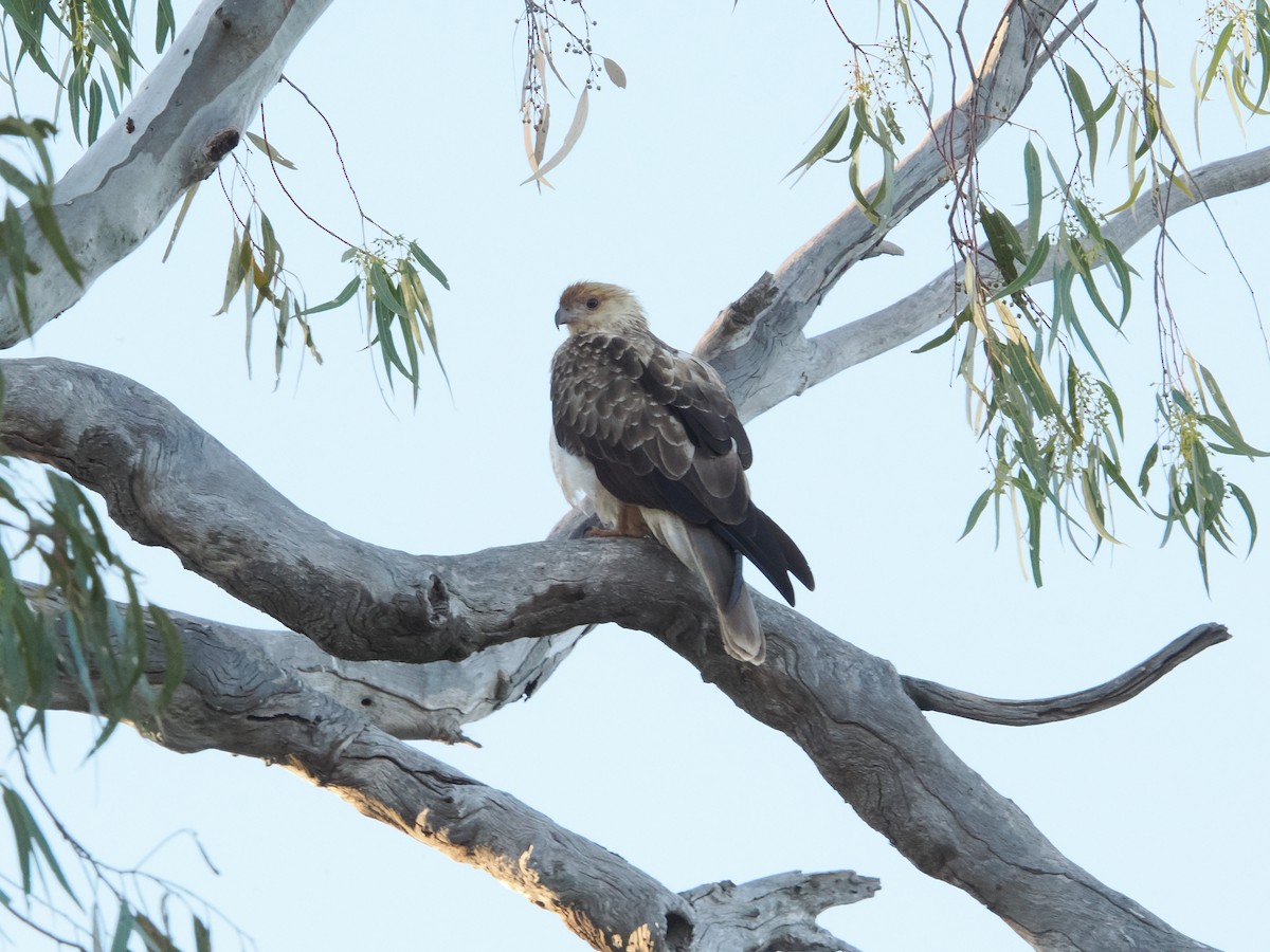 Whistling Kite - ML637388079