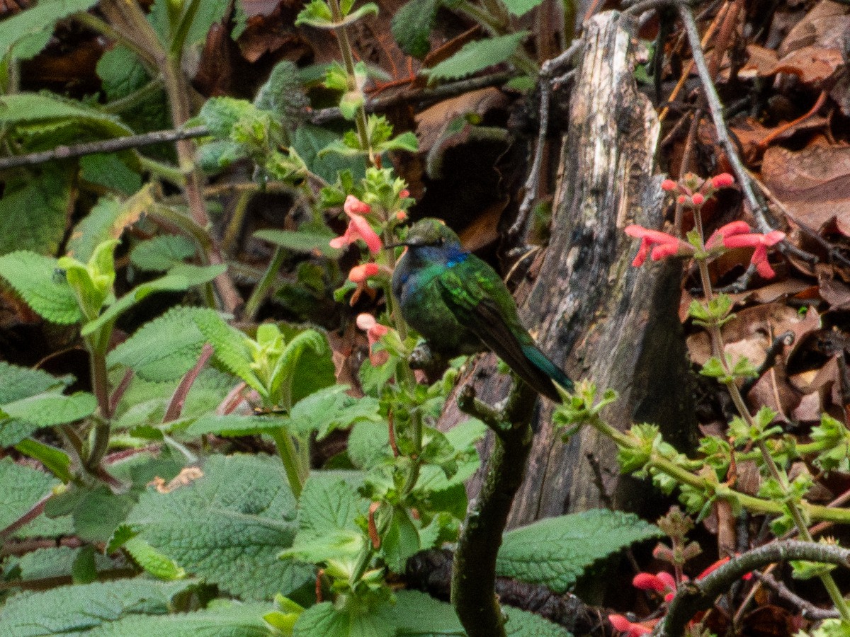 Mexican Violetear - ML637388175