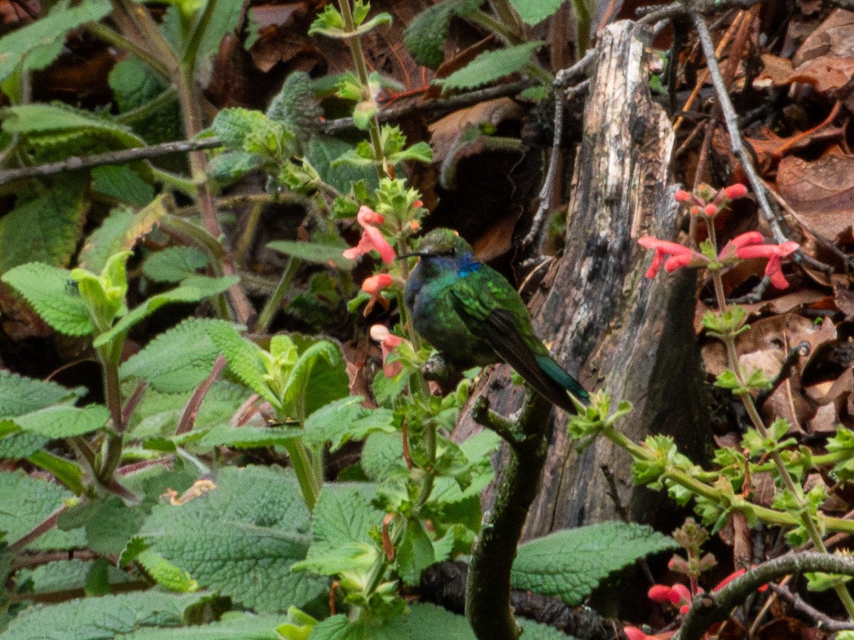 Mexican Violetear - ML637388176
