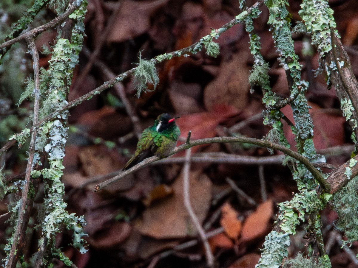 White-eared Hummingbird - ML637388212