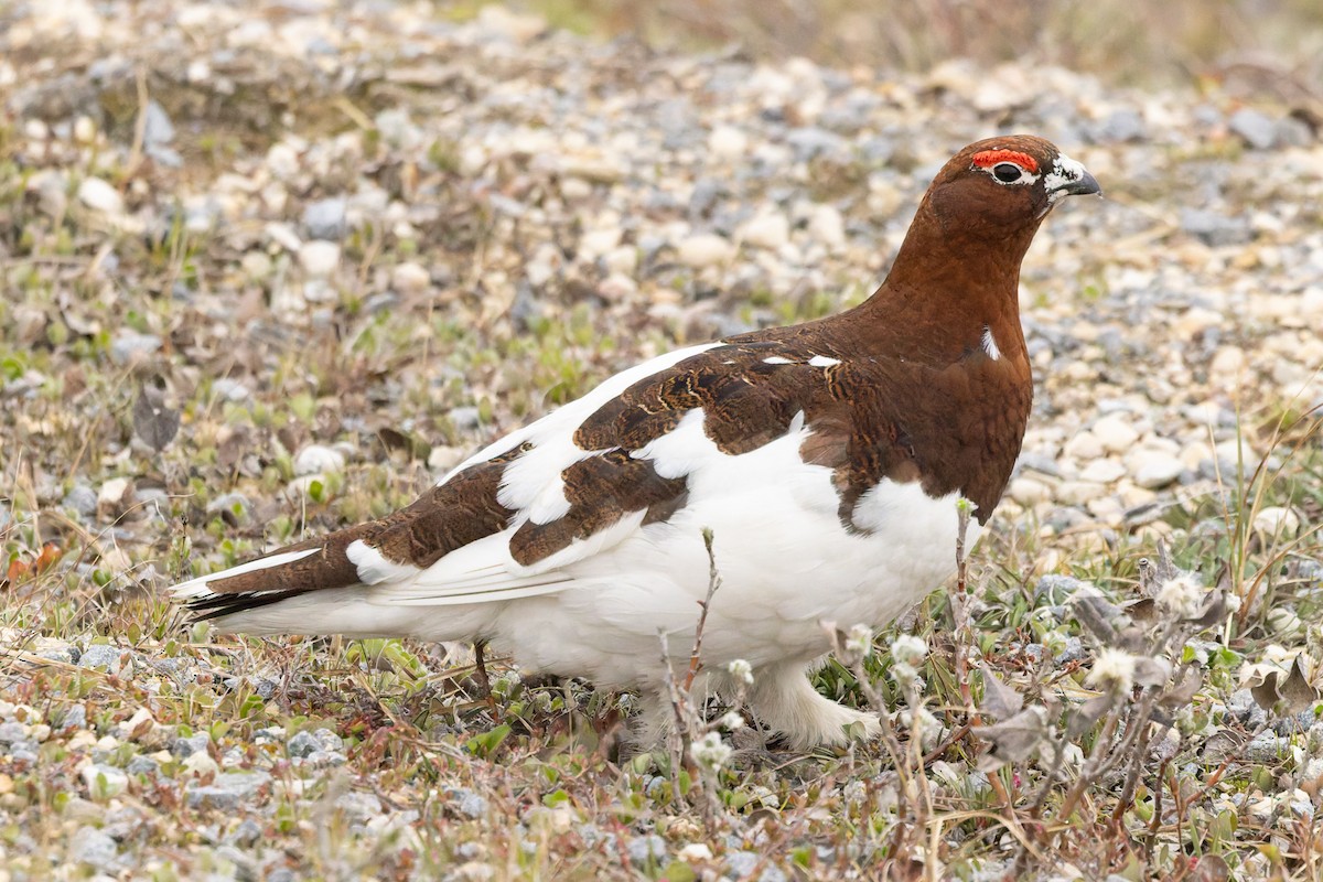 Willow Ptarmigan - ML637388215