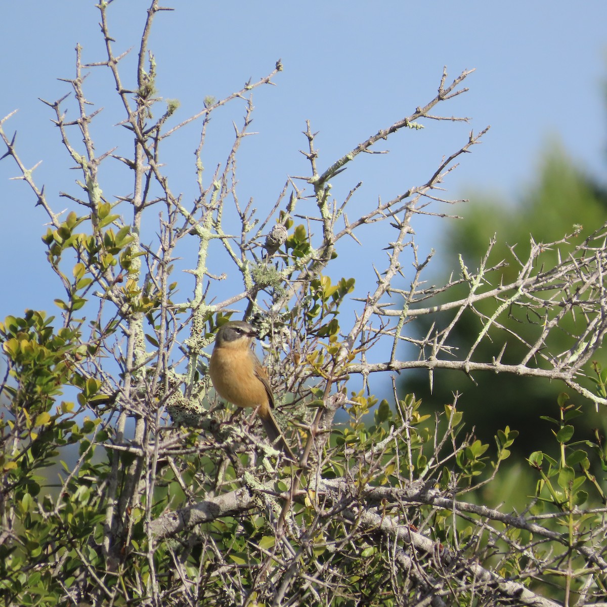 Long-tailed Reed Finch - ML637388220