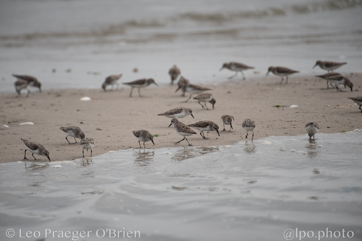 Semipalmated Sandpiper - ML637388355