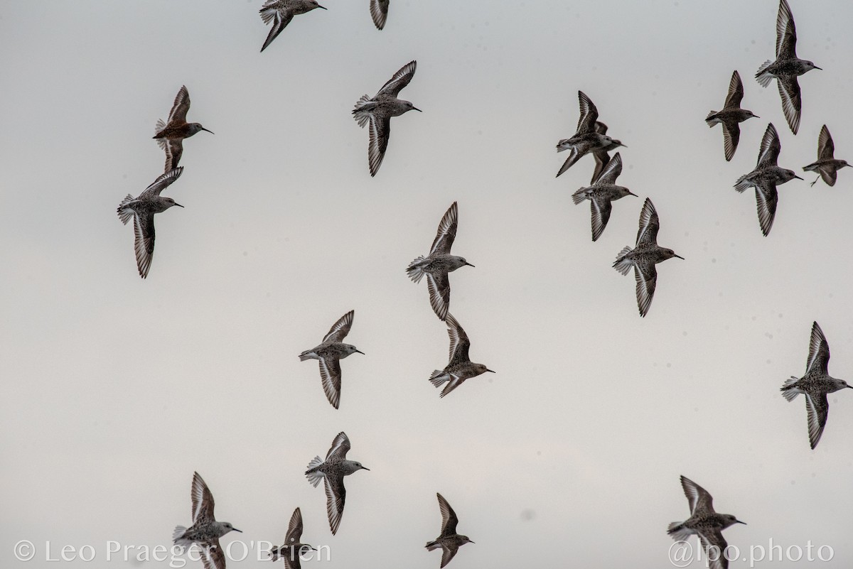 Sanderling - ML637388358