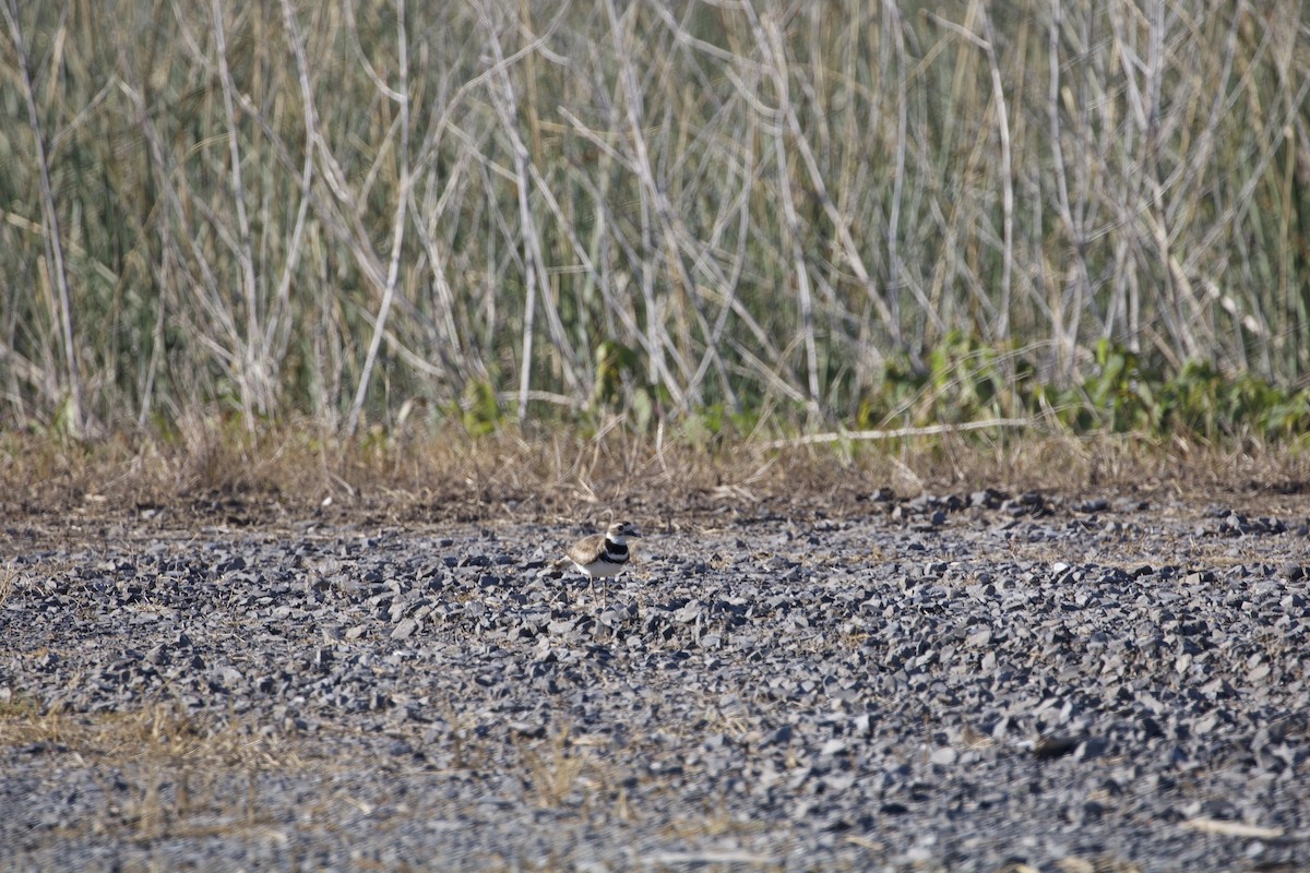 Killdeer - ML637388363