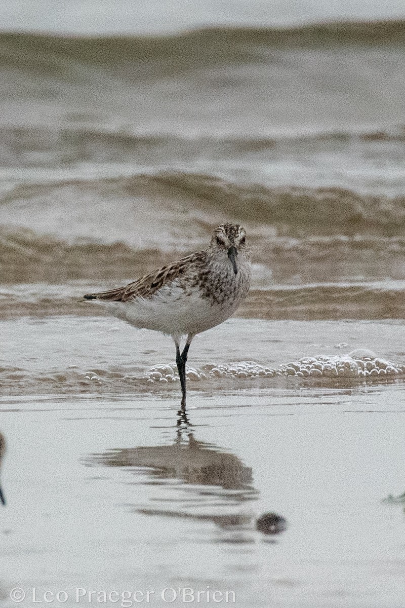 Semipalmated Sandpiper - ML637388389