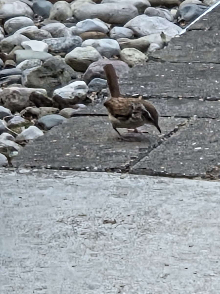 Carolina Wren - ML637388412