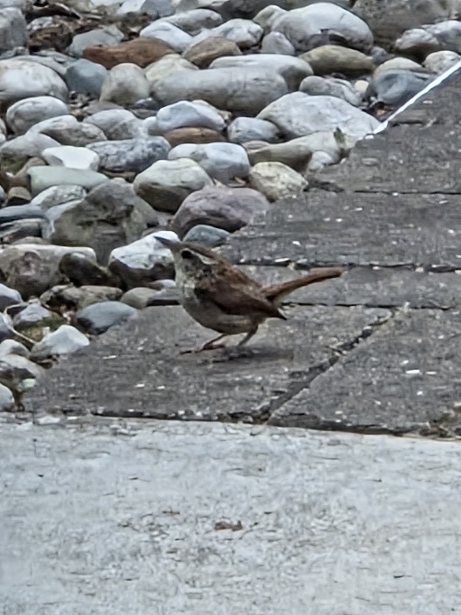 Carolina Wren - ML637388413