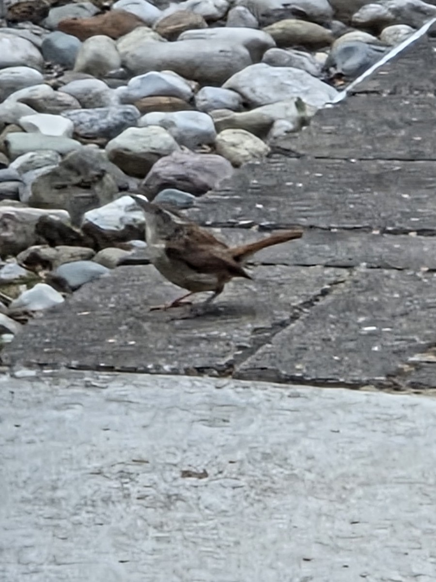 Carolina Wren - ML637388414