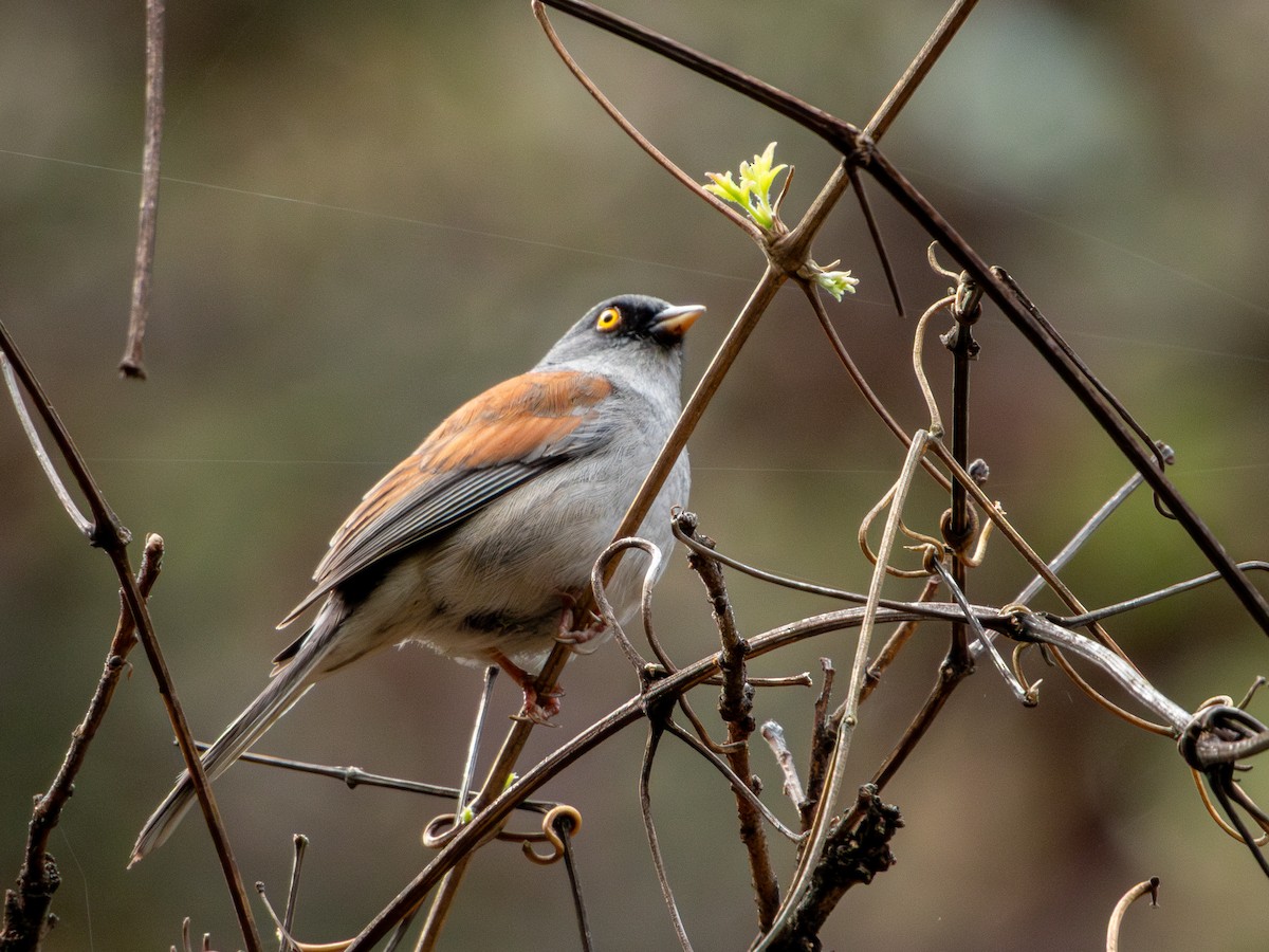 Yellow-eyed Junco (Mexican) - ML637388436