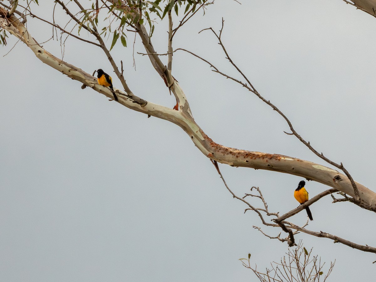 Black-vented Oriole - ML637388473
