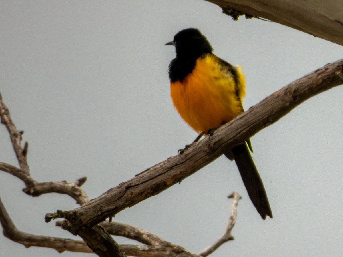 Black-vented Oriole - ML637388476