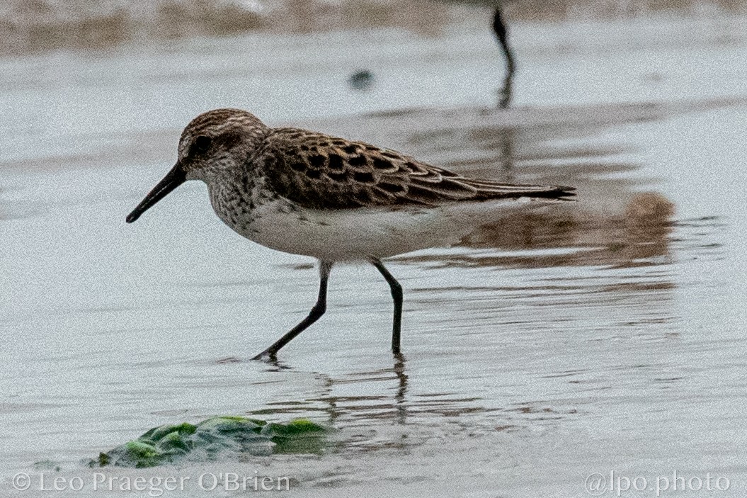 Semipalmated Sandpiper - ML637388534