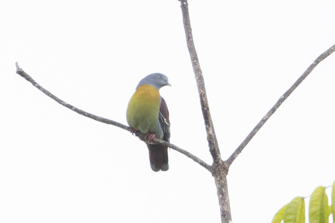 Little Green-Pigeon - ML637388568