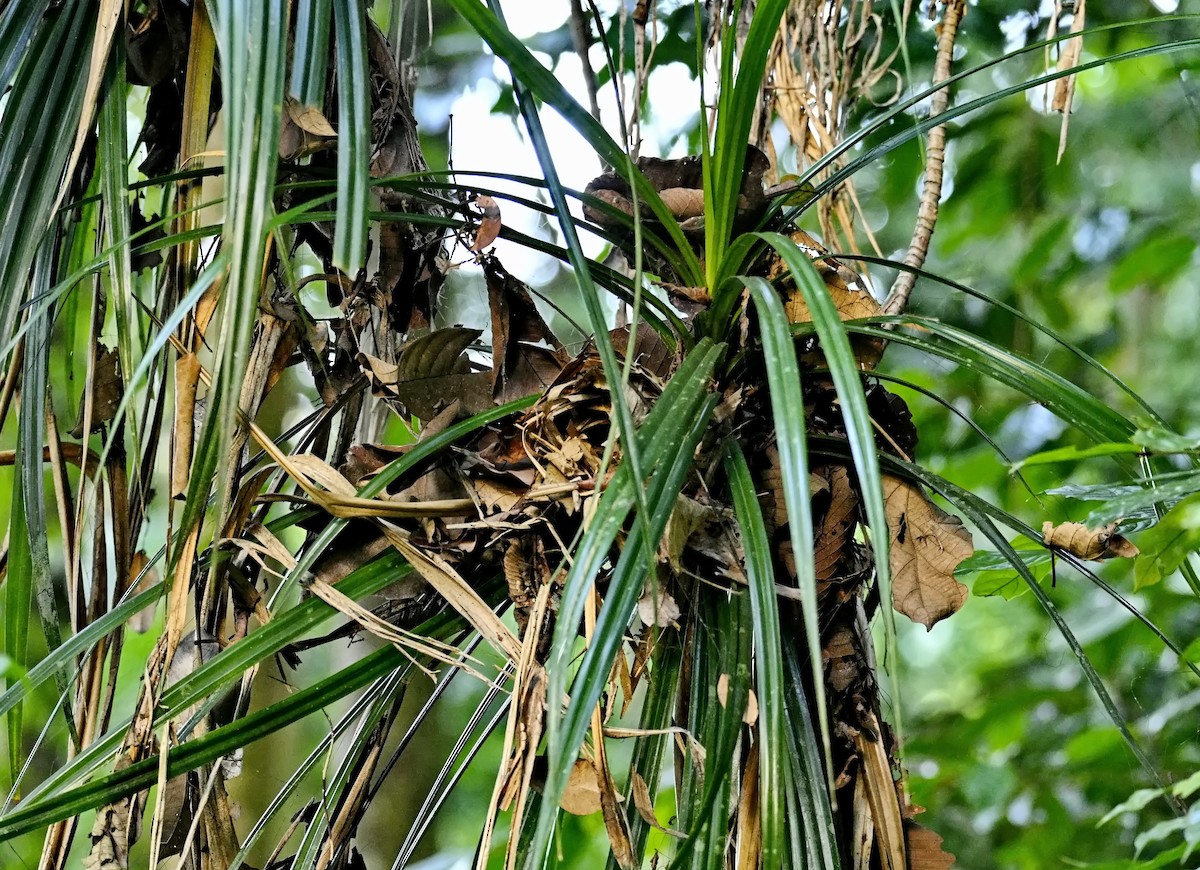 Chestnut-winged Babbler - ML637388591