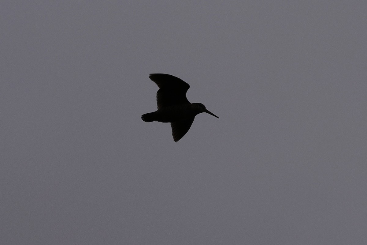 Eurasian Woodcock - ML637388600