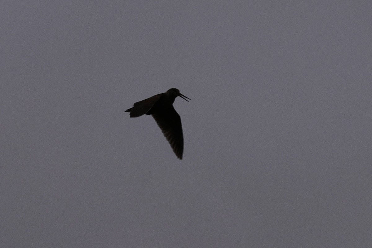 Eurasian Woodcock - ML637388601