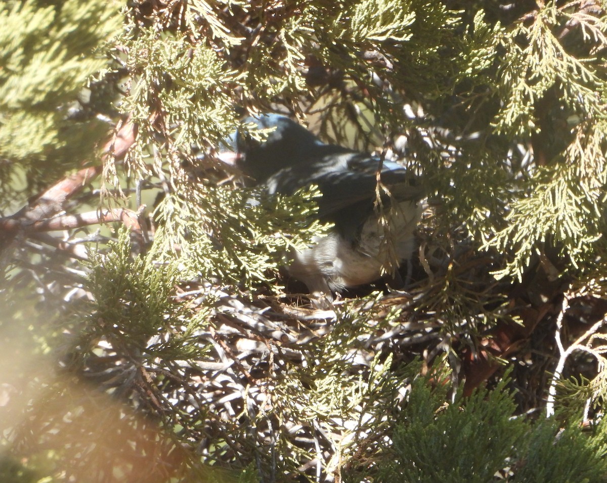 Mexican Jay - ML637388604