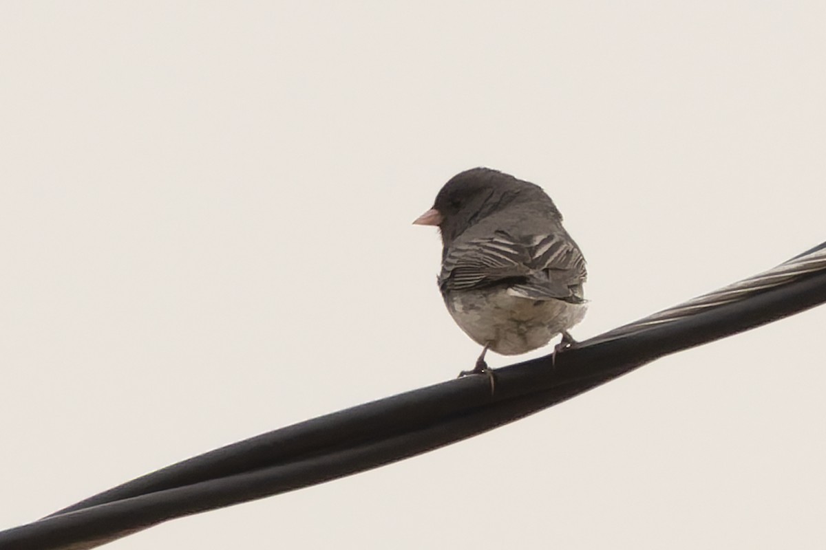 Dark-eyed Junco - ML637388619