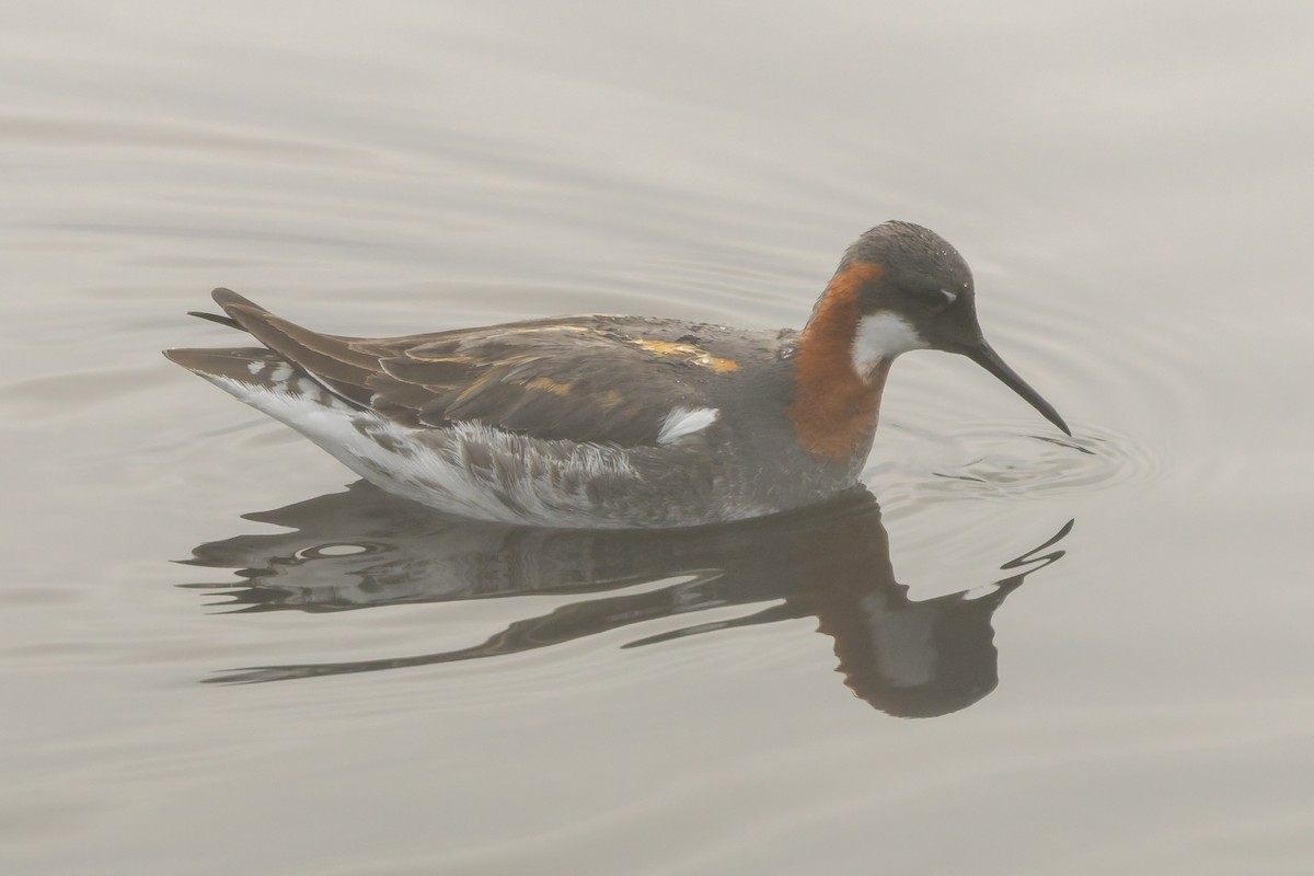 Red-necked Phalarope - ML637388636