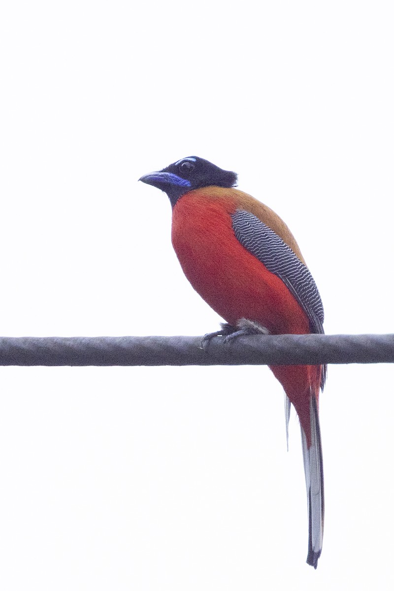 Scarlet-rumped Trogon - ML637388662