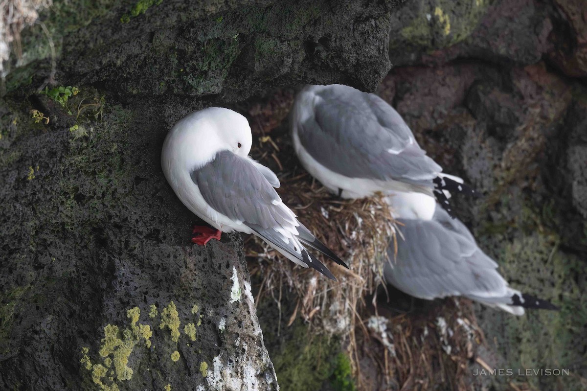 Red-legged Kittiwake - ML637388666