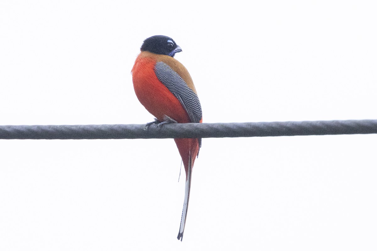 Scarlet-rumped Trogon - ML637388677