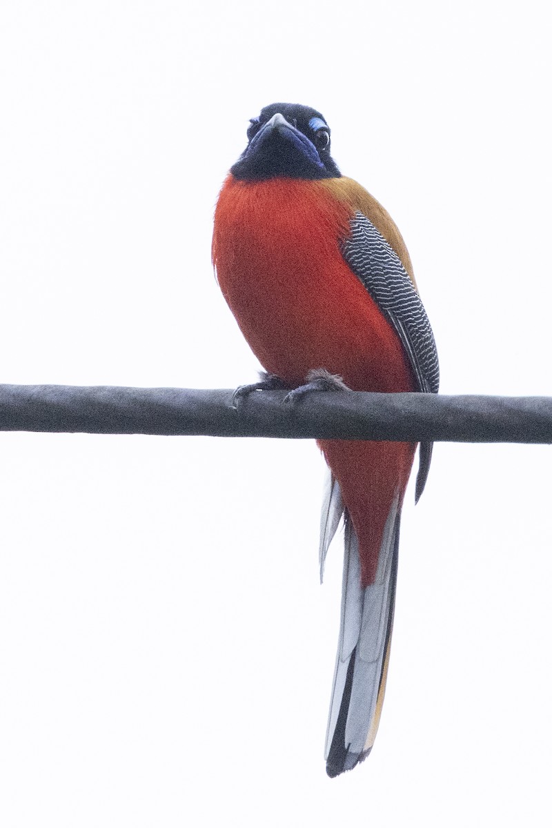 Scarlet-rumped Trogon - ML637388680