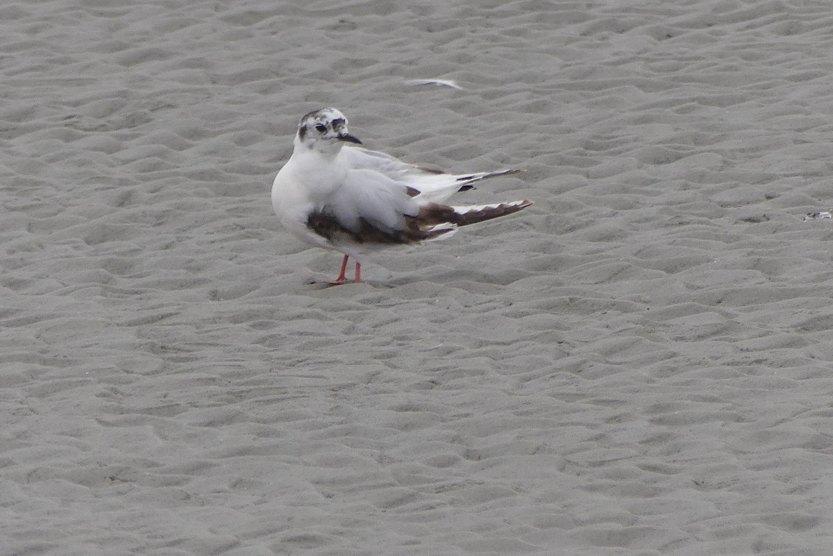 Little Gull - ML637388771
