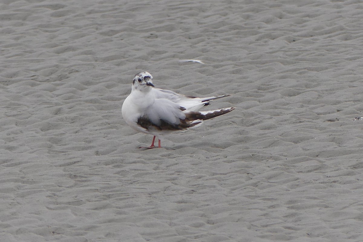 Little Gull - ML637388777