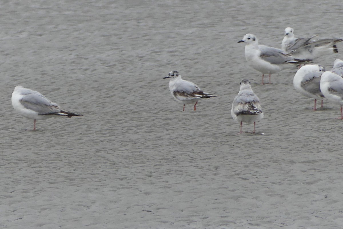 Little Gull - ML637388802