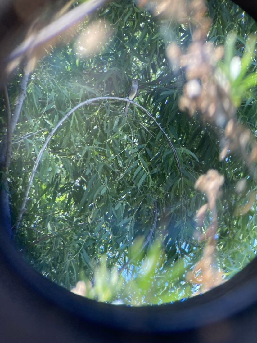 Western Wood-Pewee - ML637388806