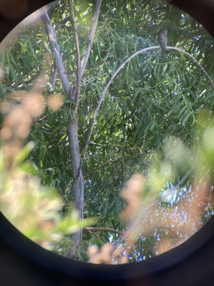 Western Wood-Pewee - ML637388808