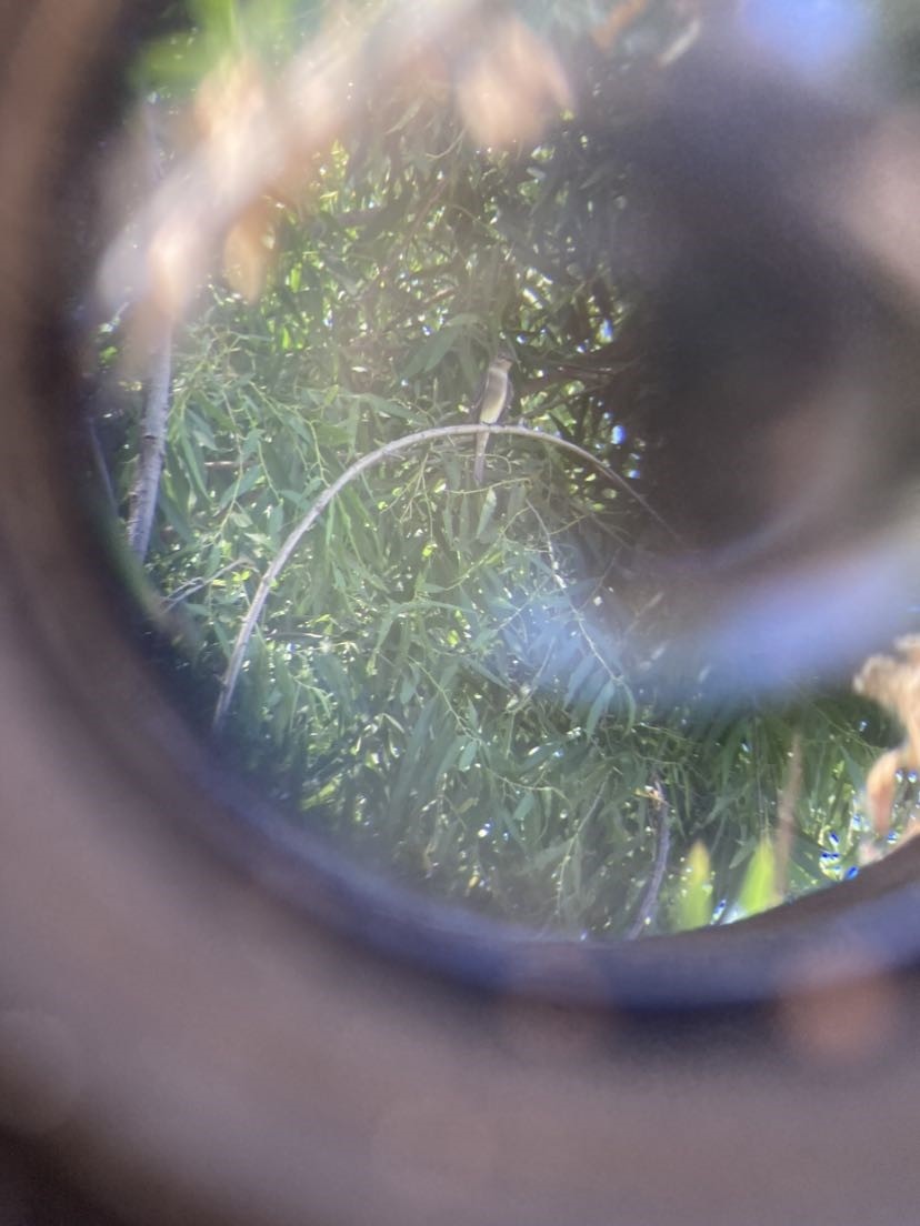 Western Wood-Pewee - ML637388809