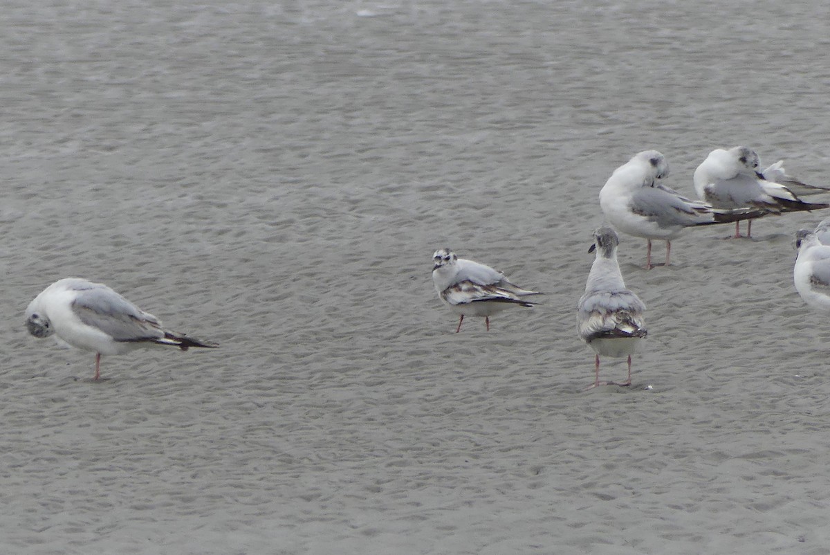 Little Gull - ML637388811