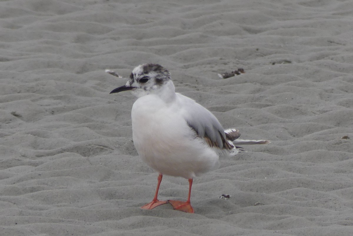 Little Gull - ML637388840