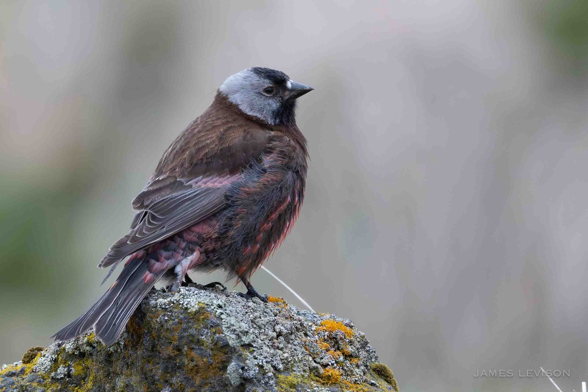 Gray-crowned Rosy-Finch - ML637388846