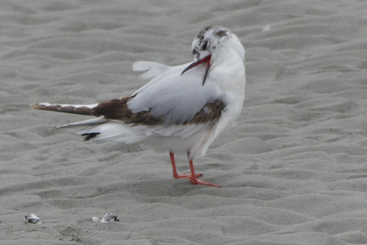 Little Gull - ML637388847