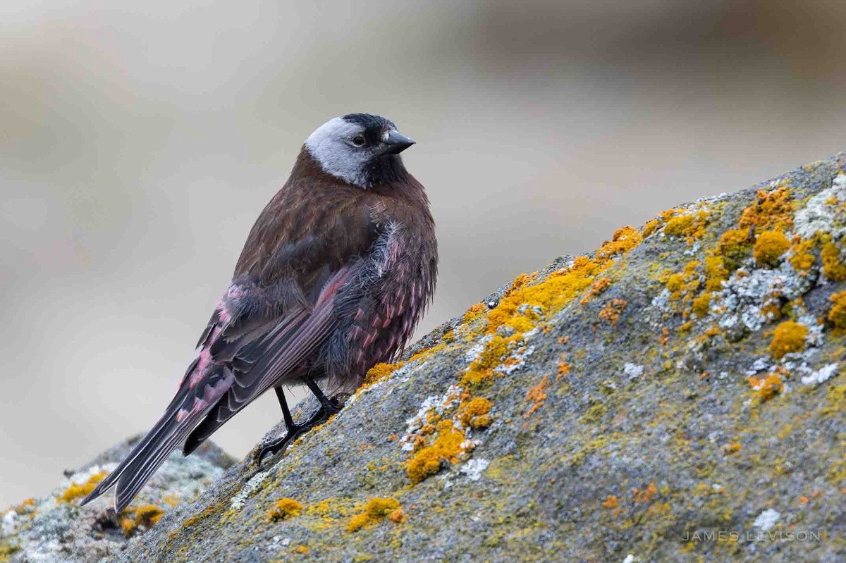 Gray-crowned Rosy-Finch - ML637388848