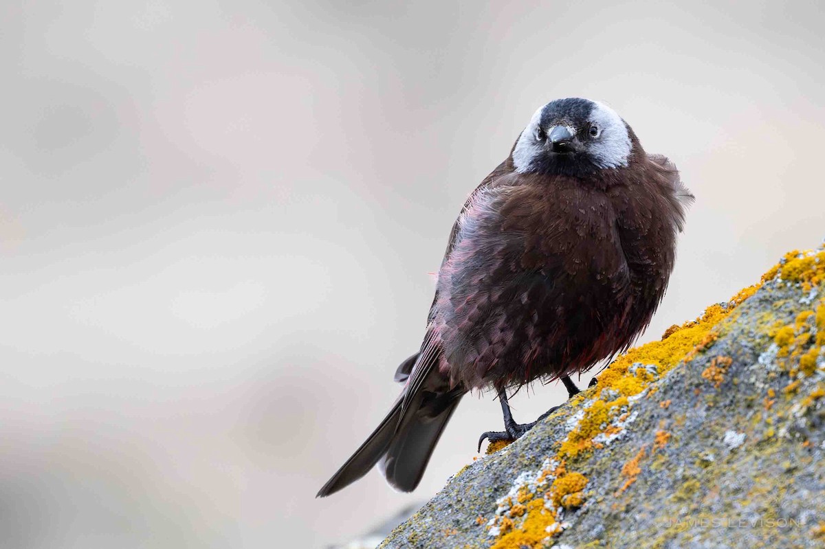Gray-crowned Rosy-Finch - ML637388849