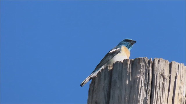 Passerin azuré - ML637388860