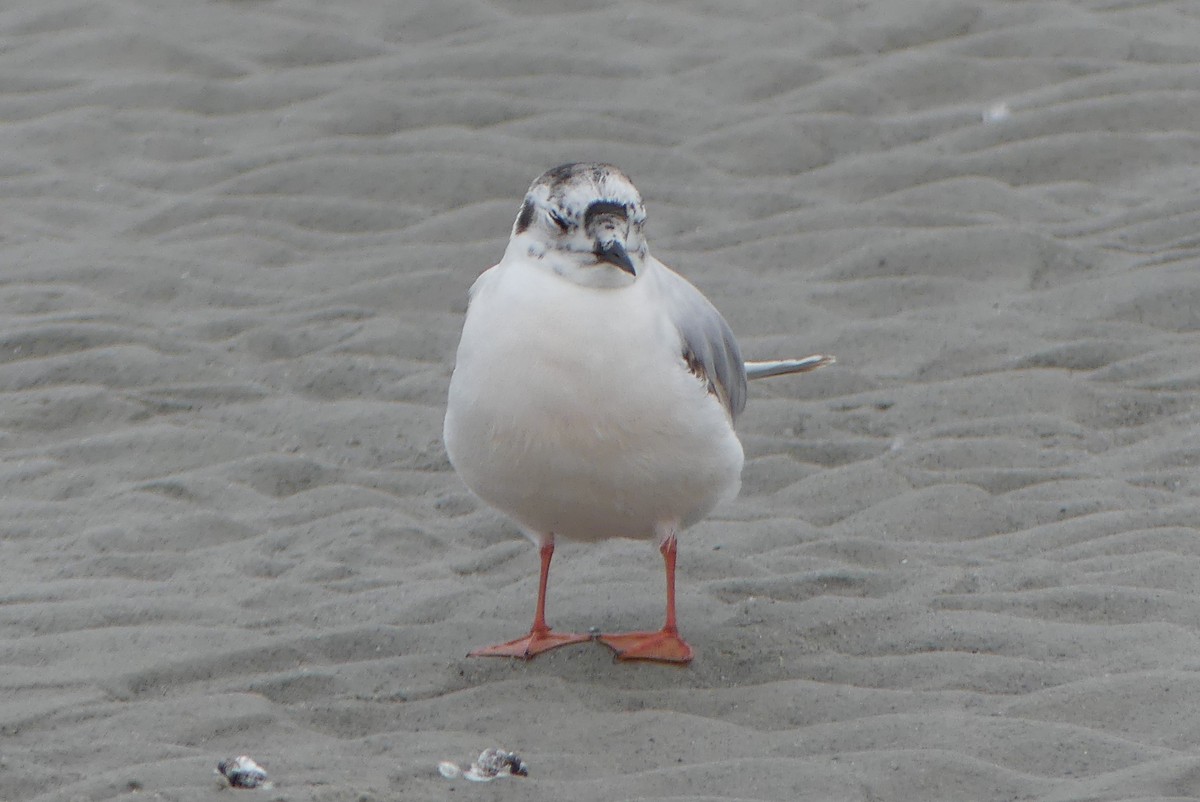 Little Gull - ML637388861