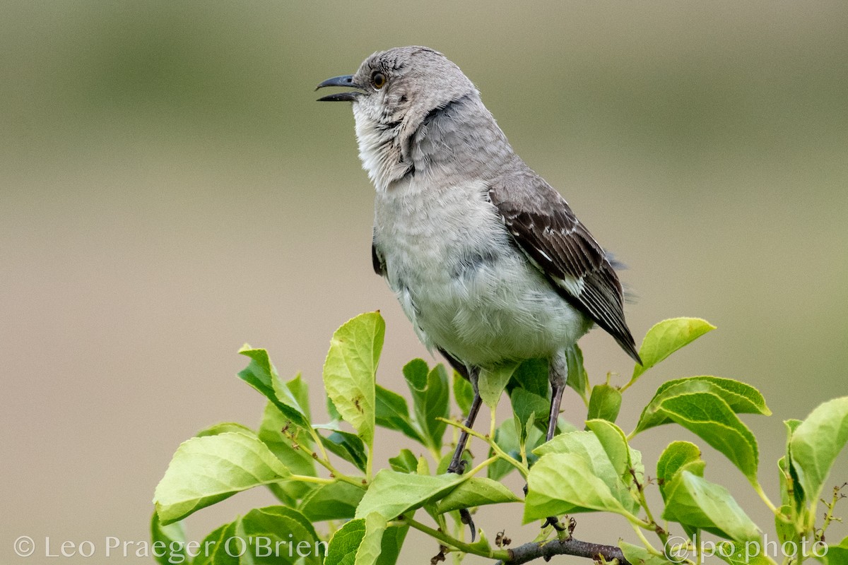 Northern Mockingbird - ML637388862