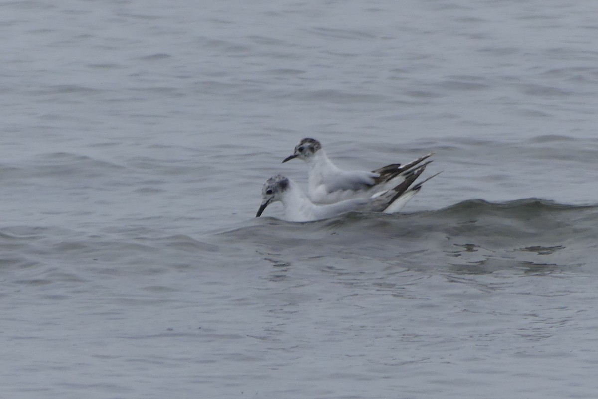 Little Gull - ML637388879