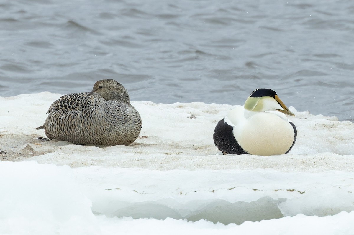Common Eider - ML637388943