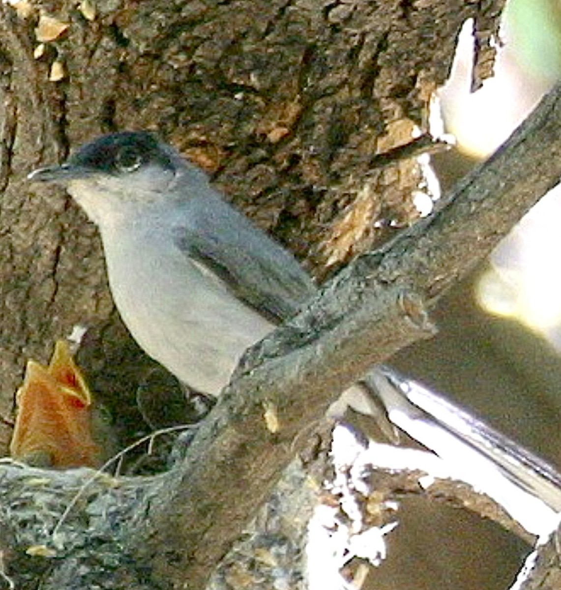 Black-capped Gnatcatcher - ML637388967