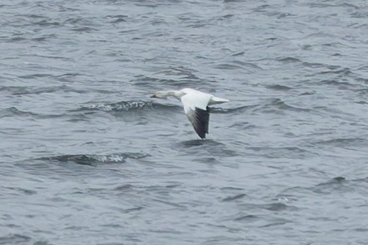 Ross's Goose - ML637388996