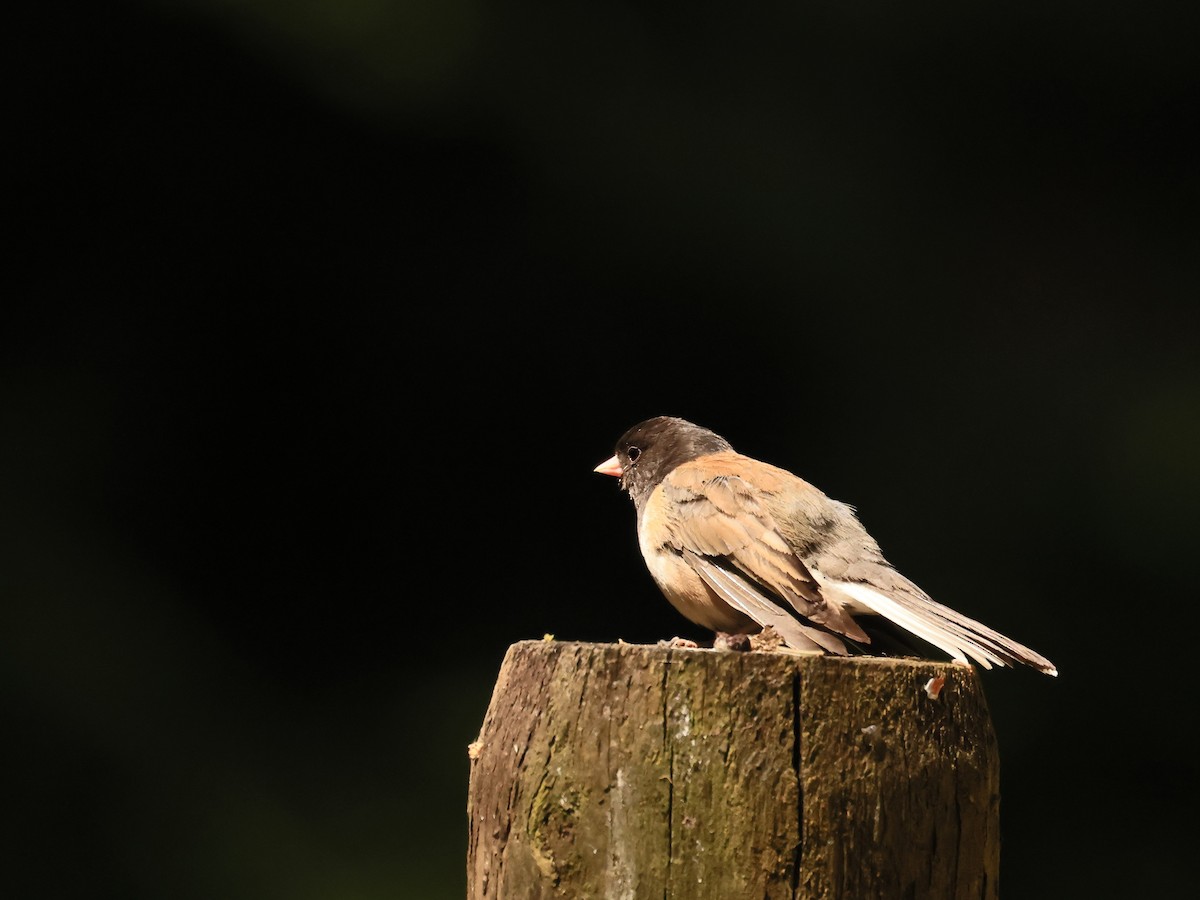 Dark-eyed Junco (Oregon) - ML637388999